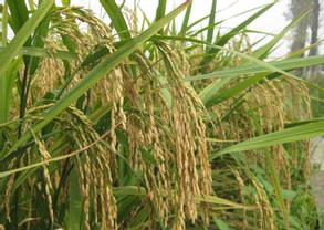 2014߿W(xu)W(xu)T(mn)(li)(zhun)I(y)W(xu)W(xu)